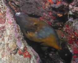 Filefish in Crevice - Grenada by Dale Treadway 